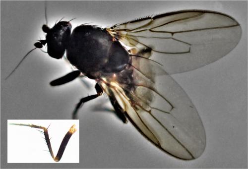 Réf. 318 696 : Spelobia sp.